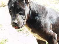 italian cane corso black